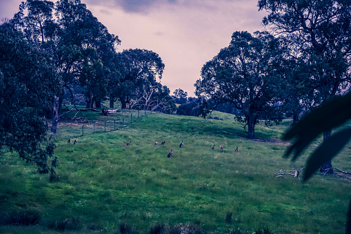 A field with some kangaroos.