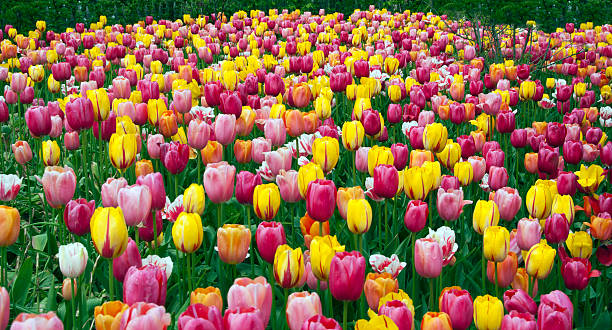 field with tulips stock photo