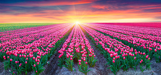 Fields of blooming white tulips at sunrise stock photo