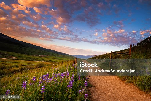 istock Fields of Lupines along a Path 1341193833