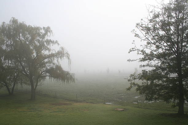 fields of mist stock photo