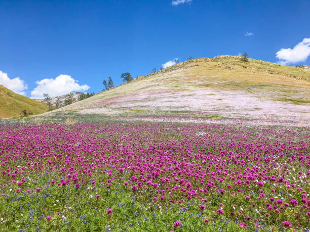 Fields of purple and white wildflowers stock photo