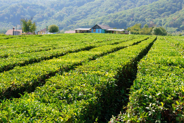 Fields of tea, harvest. Natural selection, Fresh tea leaves at the tea farm stock photo