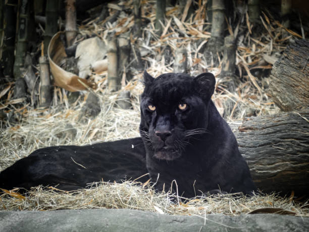Fierce black panther Fierce black panther laying on the ground covered with dried hay. big cat stock pictures, royalty-free photos & images