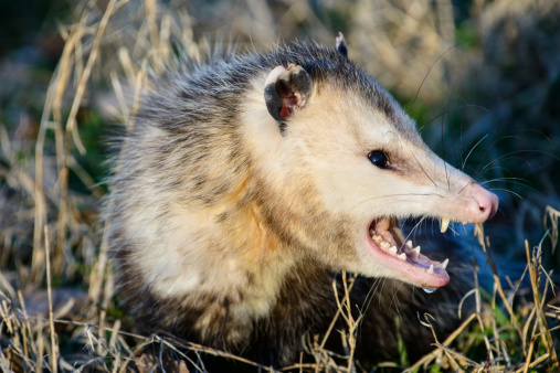 Opossum poops 