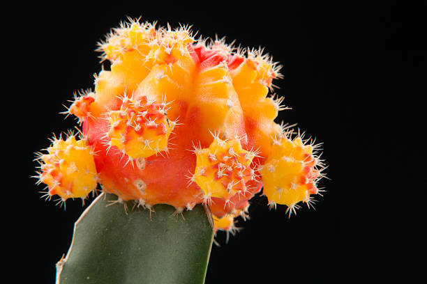 Fiery Grafted Cactus stock photo