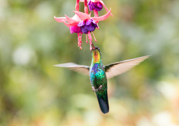 Fiery throated hummingbird in Costa Rica stock photo