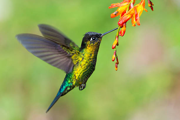 fiery-throated hummingbird hovering - kolibri bildbanksfoton och bilder