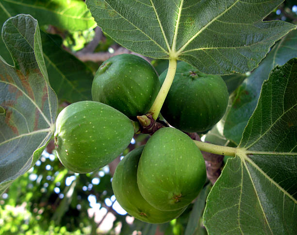 Fig tree with figs ripening on branch. stock photo