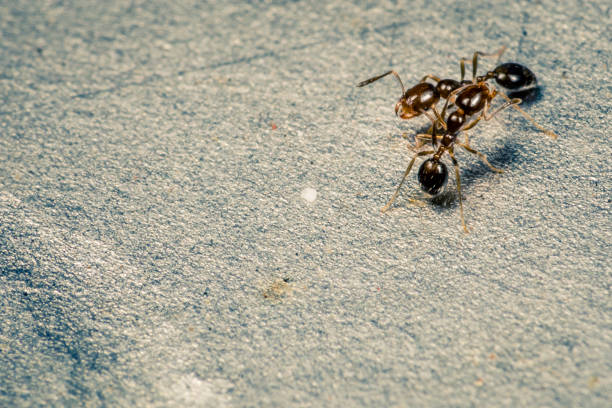 Fighting ants stock photo