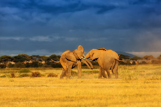 Fighting Elephant male and female during mating time stock photo