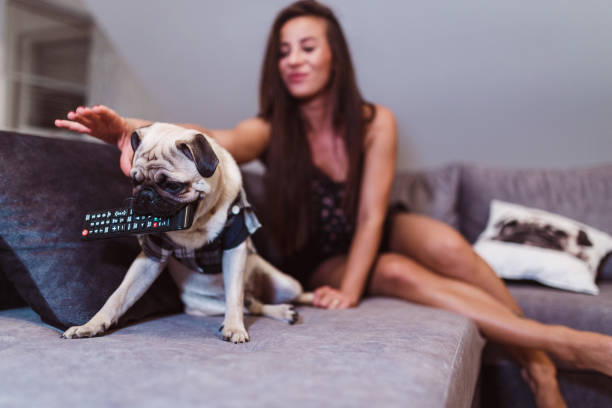 Fighting for TV remote with pug dog stock photo