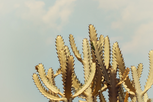 Filtered cactus against blue sky. Summer heat, travel background. Text space