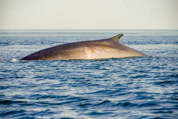 Fin Whale in ocean getting ready to dive stock photo