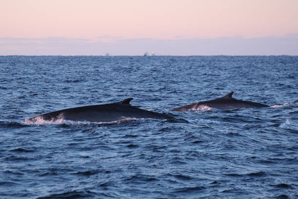 fin whales, Balaenoptera physalus, encountered off Andenes, Norway stock photo