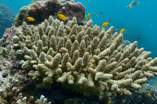 Round Finger coral on an underwater reef Andaman sea, Thailand. School of tropical Golden Damselfish surround it.