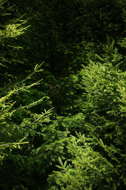 fir branches stock photo
