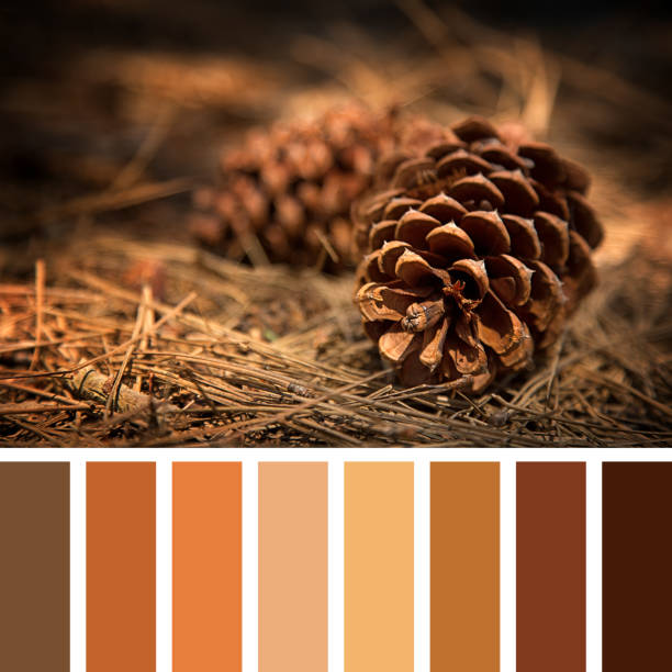 Fir cone palette stock photo