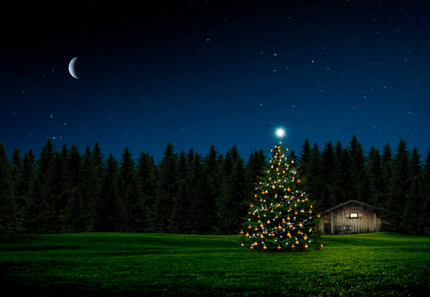 fir forest with a christmas tree at night - wald stok fotoğraflar ve resimler