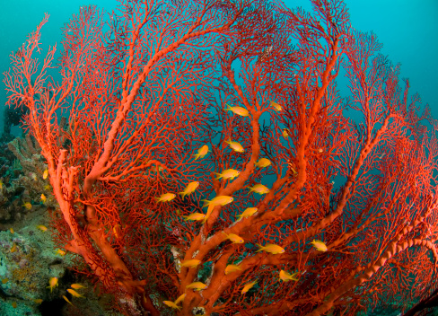 red fan coral, fire coral with sea goldies, underwater