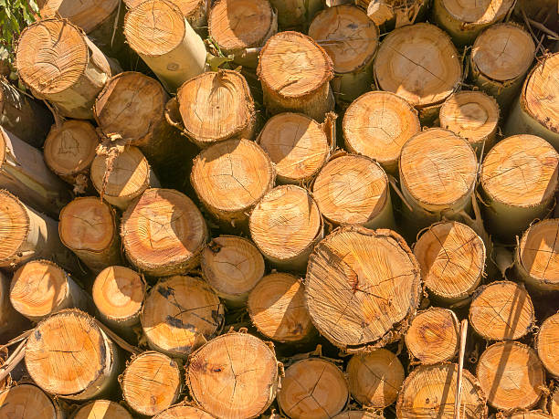 Fire wood eucalyptus texture - pattern stock photo