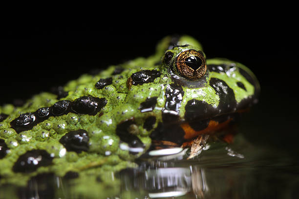 Fire-Bellied Toad stock photo