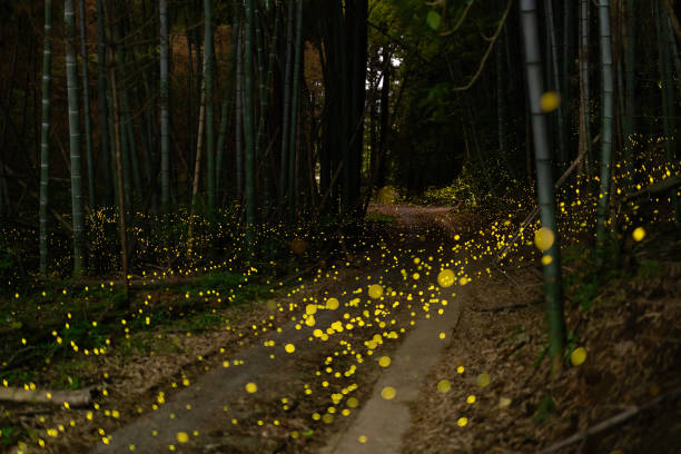Fireflies glowing in the forest at night Fireflies glowing in the forest at night in rural Japan bioluminescence stock pictures, royalty-free photos & images