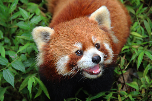 The Red Panda, Firefox in Chengdu, China