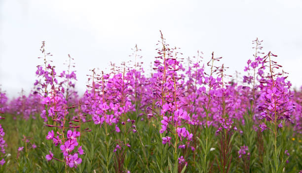 Fireweed in Canadian Rocky Mountains stock photo