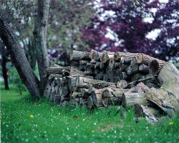 Firewood stock photo