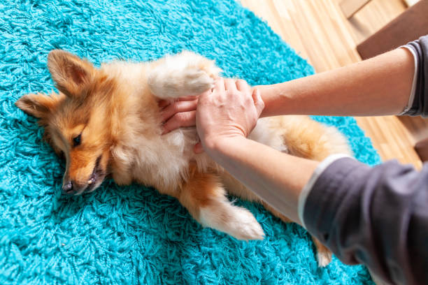 First aid reanimation on a small shetland sheepdog stock photo
