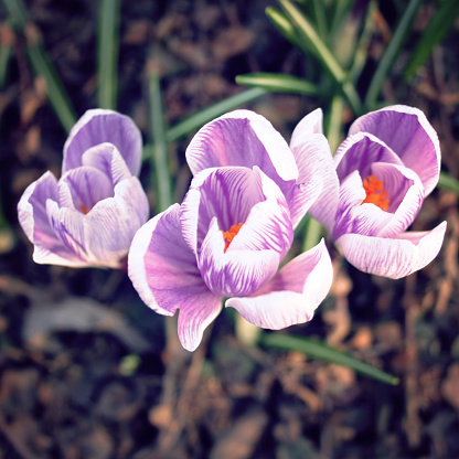 First crocus flowers. Spring blossoms. Aged photo. Violet crocuses in the park.