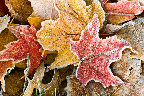 first frost - frozen leaf bildbanksfoton och bilder