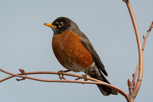 The first arrival of a robin is a sure sign of spring in Canada