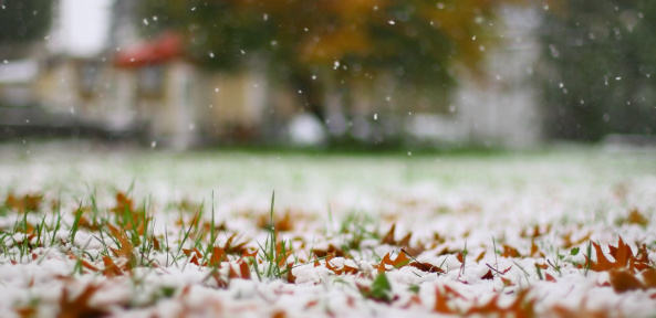 First snow on a yellow autumn leaves and on a grass