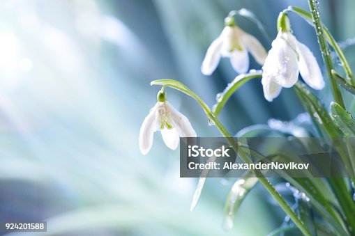 istock First Spring Snowdrops Flowers with Water Drops in Gadern 924201588