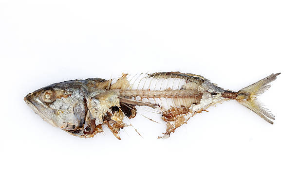 fish bone mackerel fish bone isolated white background rotting stock pictures, royalty-free photos & images