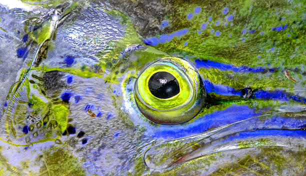 fish eye of mahi-mahi stock photo