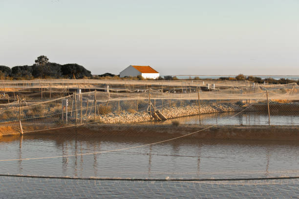 fish farm marsh landscape seascape in rio formosa park, algarve, portugal stock photo