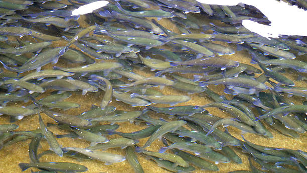 Fish Farm Trouts in fish hatchery fish hatchery stock pictures, royalty-free photos & images