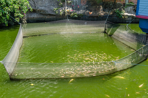 Fish Farming In Malaysia Stock Photo Download Image Now Istock