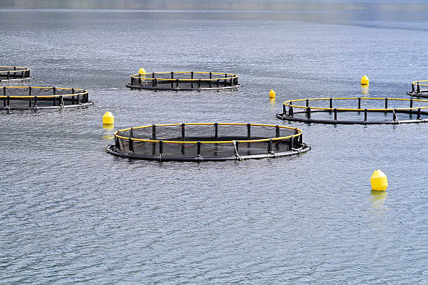 Fish farming nets Fish farming cages and nets in Adriatic sea fish hatchery stock pictures, royalty-free photos & images