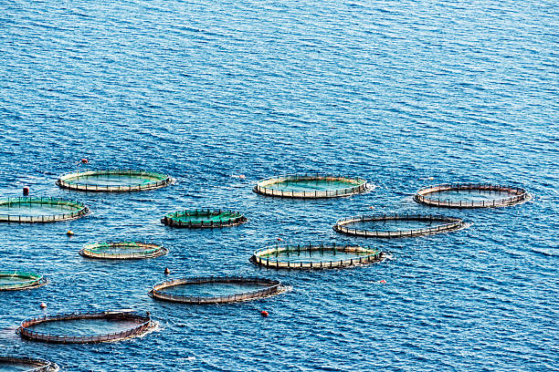 Fish Hatchery Fish Hatchery in sea. Lesbos, Mitilini in Greece. fish hatchery stock pictures, royalty-free photos & images