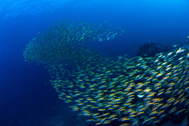 Fish herd Under the blue sea. Fish herd Under the blue sea. school of fish stock pictures, royalty-free photos & images