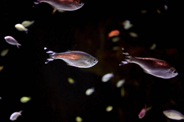 vis van de soort chromis, cromis aka mediterrane juffervis - zoetwaterkwal stockfoto's en -beelden