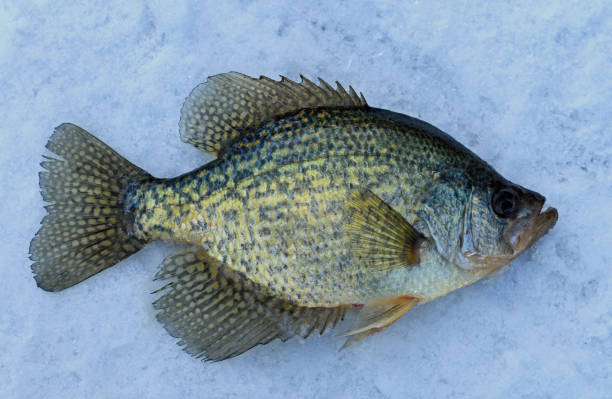 Fish on a snow stock photo