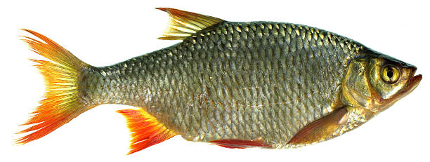 Fish stock photo