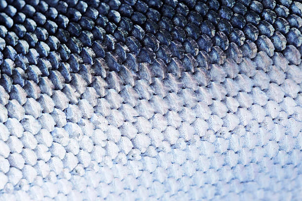 Fish Scale Salmon scale close-up. animal scale photos stock pictures, royalty-free photos & images