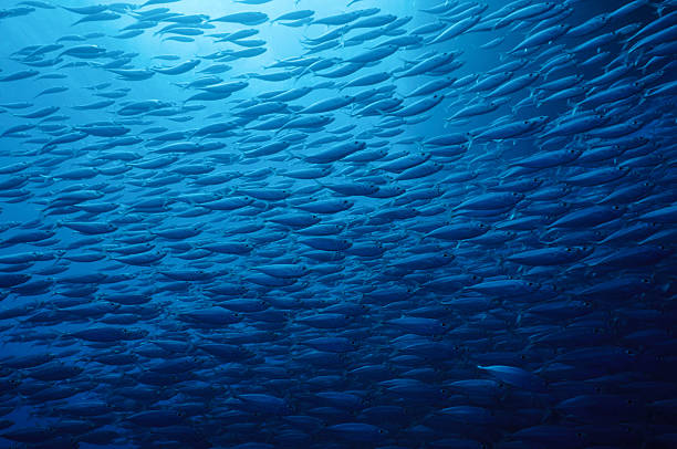 Fish School Schooling fish school of fish stock pictures, royalty-free photos & images