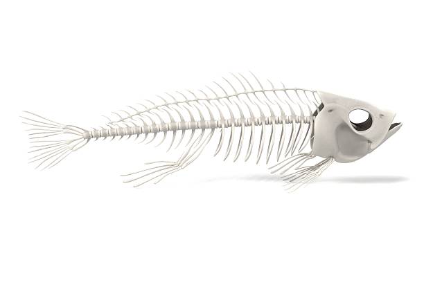 fish skeleton realistic 3d render of fish skeleton animal bone stock pictures, royalty-free photos & images